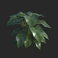 Lush Green Leaf Plant with Yellow Stems in Decorative Vase for Home Interior Decor