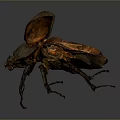Detailed Brown Beetle With Open Wings And Long Legs On Dark Background