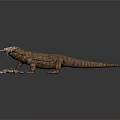 Komodo Dragon With Brown Skin Sticking Out Tongue And Stones On Dark Background