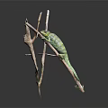 Green Chameleon Reptile Climbing On Dry Branch With Natural Texture Background
