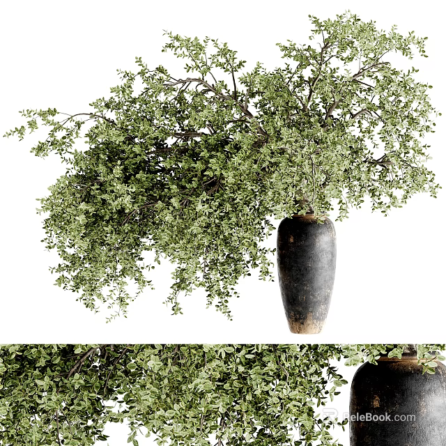Bonsai Plant With Lush Green Foliage And Hanging Branches In Black Ceramic Pot 3d model 