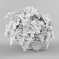 Bonsai Potted Plant With Lush Green Hanging Foliage In White Ceramic Pot