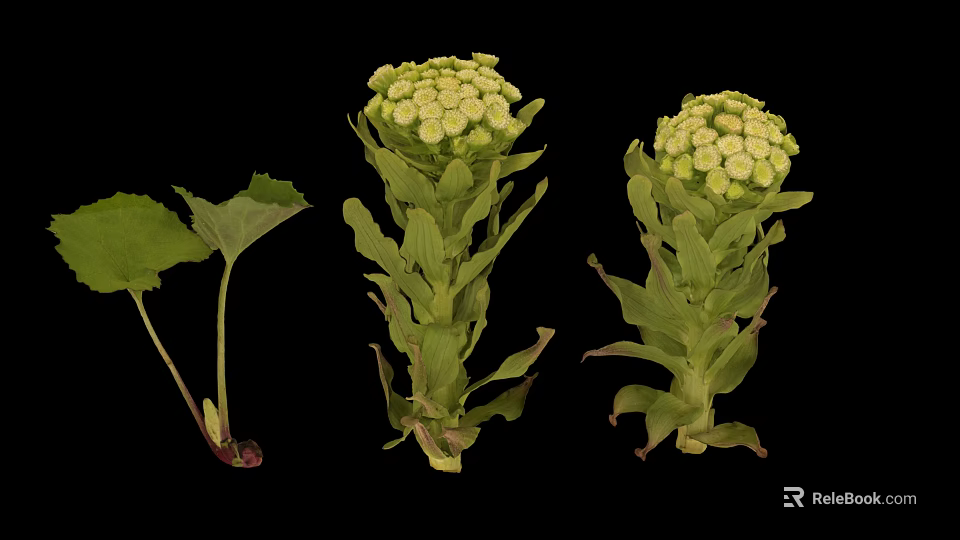 Green Plants With White Flower Clusters And Leafy Stems On Black Background 3d model 