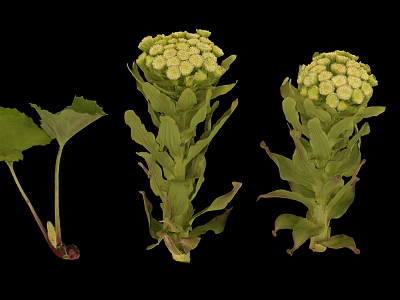 Green Plants With White Flower Clusters And Leafy Stems On Black Background 3d model