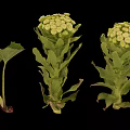 Green Plants With White Flower Clusters And Leafy Stems On Black Background
