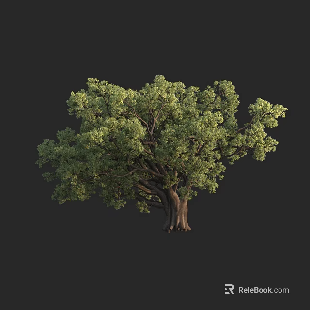 Tall Deciduous Tree With Lush Green Canopy And Thick Trunks In Nature 3d model 