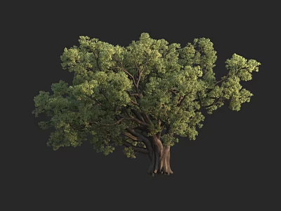 Tall Deciduous Tree With Lush Green Canopy And Thick Trunks In Nature 3d model