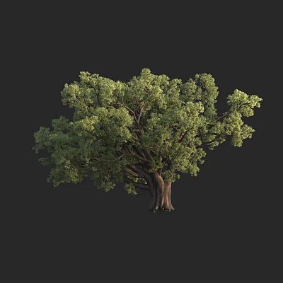 Tall Deciduous Tree With Lush Green Canopy And Thick Trunks In Nature 3d model