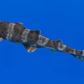 Shark Swimming in Blue Water Background with Distinctive Spotted Skin Patterns