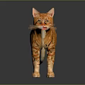 Realistic Orange Striped Cat Standing On Shiny Black Surface With Clear Reflection 3d model