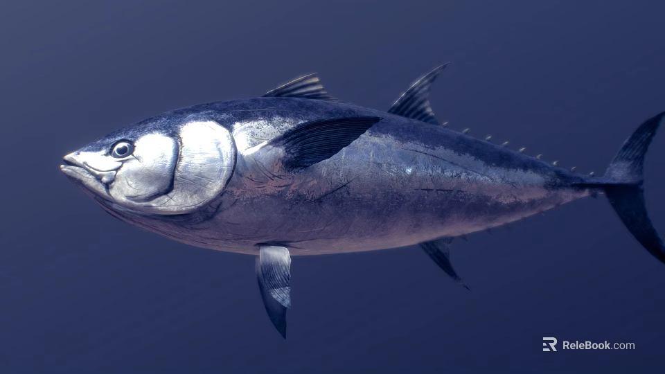 Tuna Fish With Silver And Blue Body Swimming In Deep Blue Background 3d model 