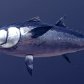 Tuna Fish With Silver And Blue Body Swimming In Deep Blue Background