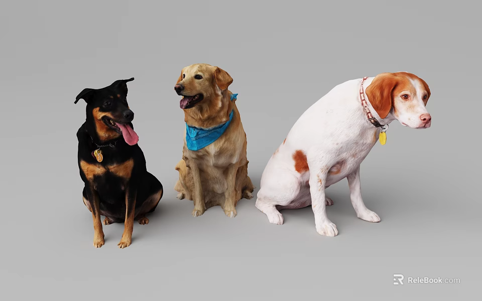 Three Different Breed Dogs Sitting With Colorful Collars On Gray Background 3d model 