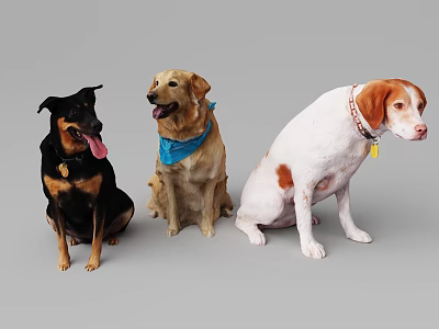 Three Different Breed Dogs Sitting With Colorful Collars On Gray Background 3d model
