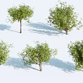 Green Leafy Trees With Different Shapes Trunks And Shadows On White Background 3d model