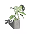 Green Potted Monstera Plant With Large Leaves In Gray Concrete Pot