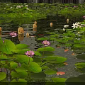 Lush Shrubbery Framing Pond With Lily Pads Pink White Lotus And Floating Lanterns