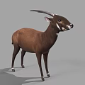 Brown Antelope With Long Horns White Ears And Legs Standing On Gray Background