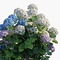 Blooming Hydrangea Flowers With Blue White Purple Blooms And Green Leaves