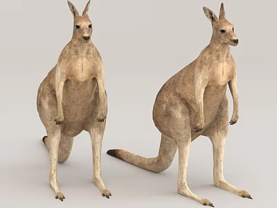 Two Adult Kangaroos Standing Upright On Gray Background In Natural Posture 3d model