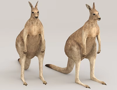 Two Adult Kangaroos Standing Upright On Gray Background In Natural Posture 3d model
