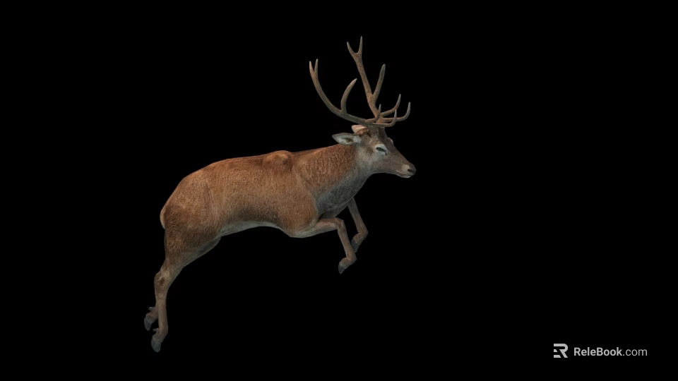 Red Deer Buck Leaping Mid Air On Black Background With Muscular Physique 3d model 