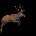 Deer Belt Action 3d model