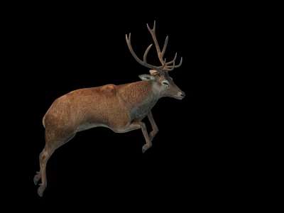 Red Deer Buck Leaping Mid Air On Black Background With Muscular Physique 3d model