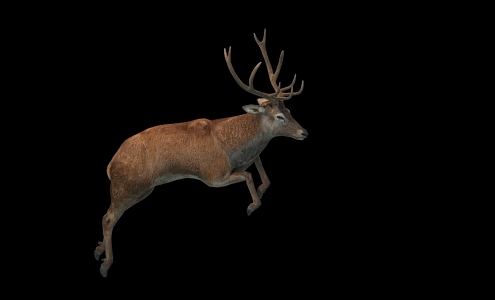 Deer Belt Action 3d model