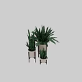 Modern Decorative Plant Arrangement With Green Snake Plants White Pots And Wooden Stands