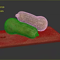 Two Ripe Squash Placed on Wooden Cutting Board Ready for Meal Preparation