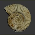 Ammonite Fossil Displaying Spiral Structure And Rich Brown Golden Textured Surface