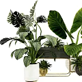 Potted Plants with Large Green Leaves in Various Pots and Metal Stand