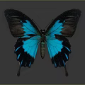 Vibrant Tropical Butterfly With Blue And Black Wings On Dark Background