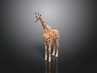 Standing Giraffe Model With Spotted Pattern On Gray Background And Floor Reflection 3d model