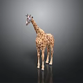 Standing Giraffe Model With Spotted Pattern On Gray Background And Floor Reflection