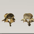 Anatomical Structure Of Abdominal Organs With Two Lumbar Vertebrae View