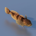 fish freshwater fish aquatic animal 3d model