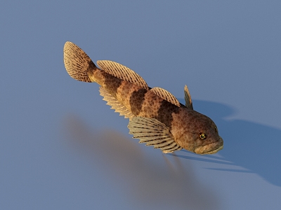 fish freshwater fish aquatic animal 3d model