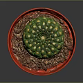 Decorative Green Cactus Houseplant With Yellow Spines In Red Pot And Brown Pebbles