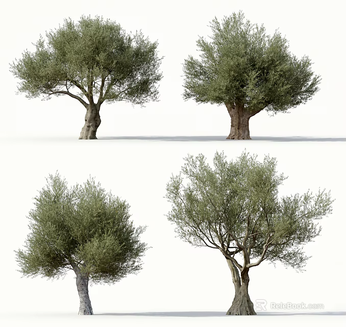 Olive Trees In Various Forms With Lush Foliage And Thick Trunks 3d model 
