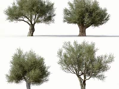 Olive Trees In Various Forms With Lush Foliage And Thick Trunks 3d model