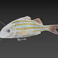 Vibrant Striped Aquatic Fish Featuring Large Eyes Silver Body Yellow Stripes And Red Fins