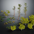 Diverse Plants Including Palm Trees Pine Trees Shrubs and Green Foliage on Black Background