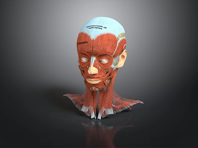 Human Head Anatomical Model Displaying Facial Organs Muscle Layers And Hair Growth Areas 3d model