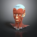 Human Head Anatomical Model Displaying Facial Organs Muscle Layers And Hair Growth Areas
