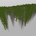 Green Vines Hanging Down With Lush Leaves And Long Trailing Stems