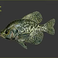 Vivid Green Spotted Fish with Intricate Scales and Clear Reflection on Gray Background