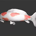 White and Red Koi Fish with Colorful Spots Fins and Tail on Dark Reflective Surface