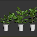Lush Green Plants in White Pots Arranged on Black Background